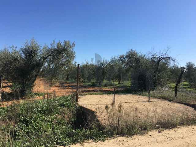Agricultural land, Sevilla - 98865