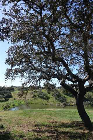 Terreno Rústico, Beja - 388443